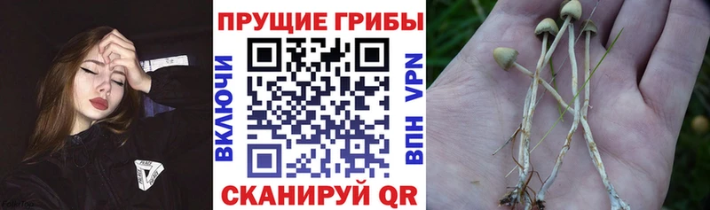 Псилоцибиновые грибы прущие грибы  Будённовск 